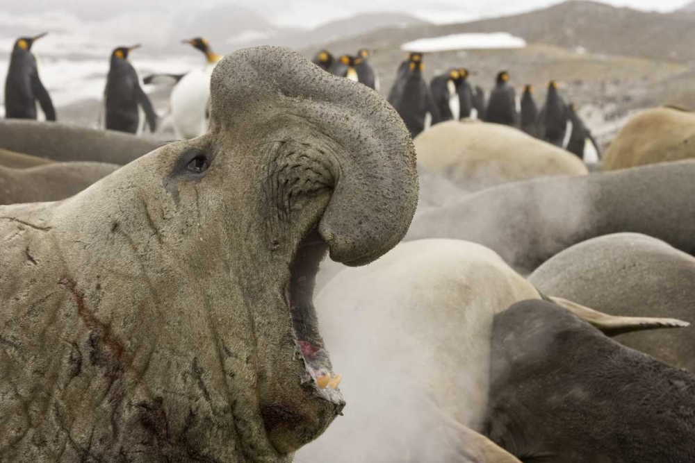 South Georgia Isl Scarred elephant seal roaring
